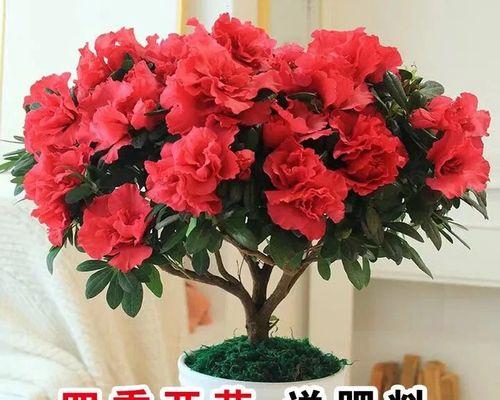 迎红杜鹃可以在家养吗（有关杜鹃的养护要点）