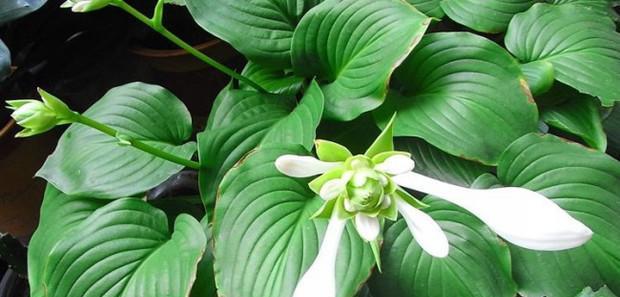 玉簪花的养殖方法（种植玉簪花的注意事项）