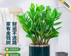 摇钱树苗怎么种植（摇钱树的养护知识）