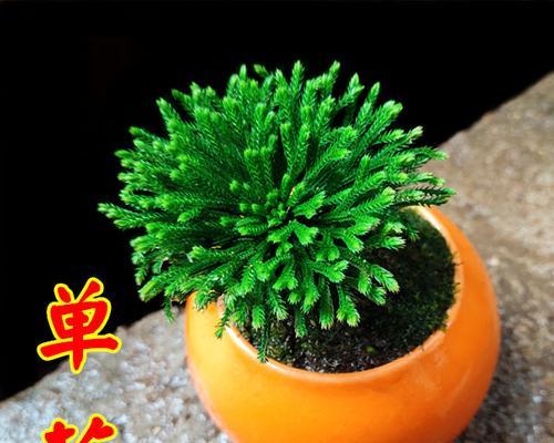 卷柏盆栽怎么种植（卷柏盆栽的养殖方法）