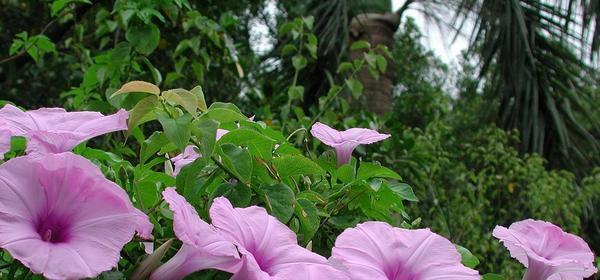 牵牛花花期是几月份（牵牛花花期简单介绍）