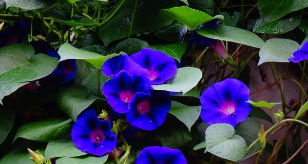 牵牛花花期是几月份（牵牛花花期简单介绍）