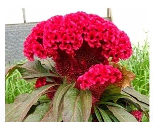 鸡冠花种子怎么种(鸡冠花种子种植方法和时间)