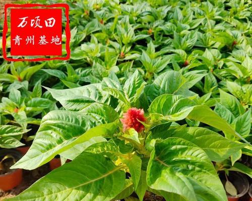 鸡冠花种子怎么种（鸡冠花种子种植方法和时间）