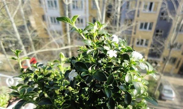 六月雪什么时候开花结果（观赏六月雪花期简介）