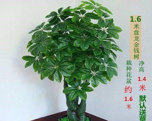 客厅摆放什么植物（客厅十大植物排名）