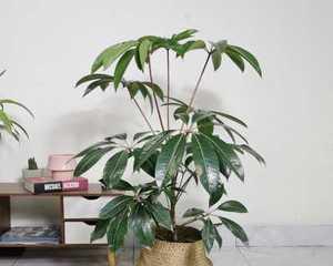 特别喜阴的大型室内植物是什么（适合室内养的大型植物）