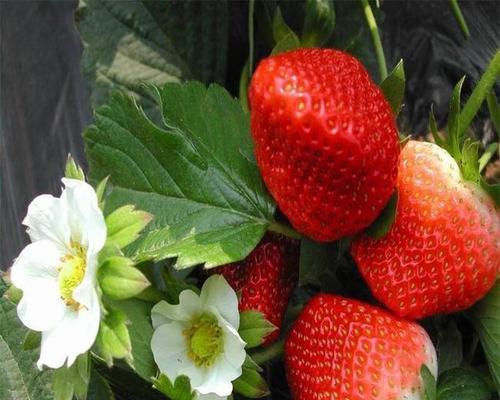 草莓种植季节和方法（秋天可以栽草莓吗）