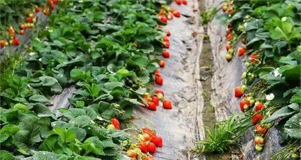 草莓种植季节和方法（秋天可以栽草莓吗）