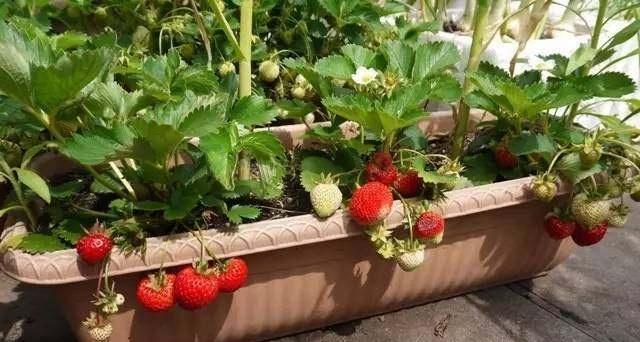 阳台草莓怎样种植和管理（阳台草莓的种植方法讲解）