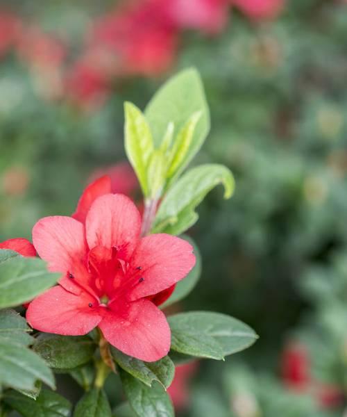 杜鹃花什么季节开放（杜鹃花的开花时间）