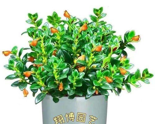 金鱼吊兰如何养殖方法（金鱼吊兰的养护小妙招）
