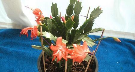 蟹爪兰夏天怎样养活（养蟹爪兰的注意事项）