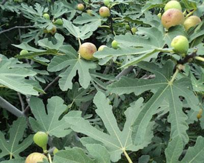 怎样种植无花果树（无花果树苗的栽培与管理）