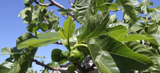 怎样种植无花果树（无花果树苗的栽培与管理）