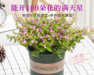 常开花的室内盆栽有哪些（盘点五种常开花的室内盆栽）