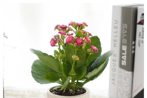 长寿花冬天怎么养（长寿花冬季养护小窍门）