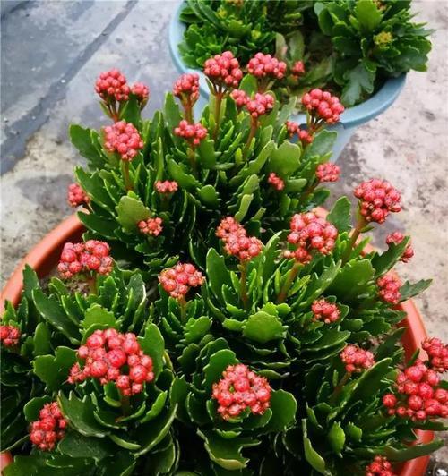 长寿花冬天怎么养（长寿花冬季养护小窍门）