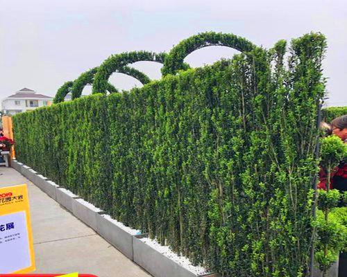 做围墙用什么植物好（最常用的绿篱植物推荐）