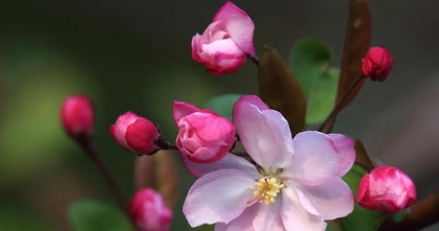 海棠花什么季节开花（有关海棠花花期简介）