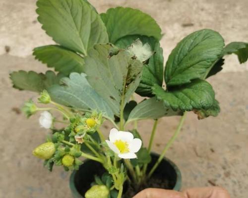 草莓籽怎么种植（阳台草莓盆栽种植技巧）