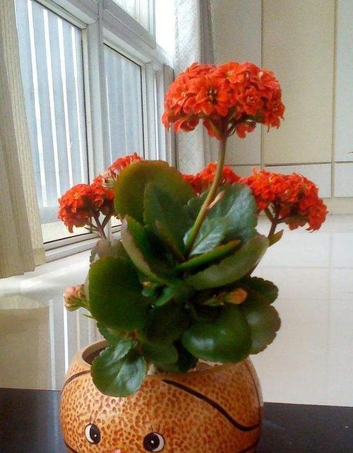 夏天怎么养长寿花（长寿花夏季的养护知识）
