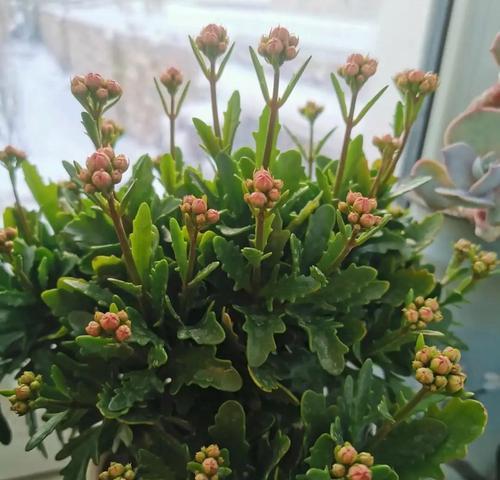 夏天怎么养长寿花（长寿花夏季的养护知识）