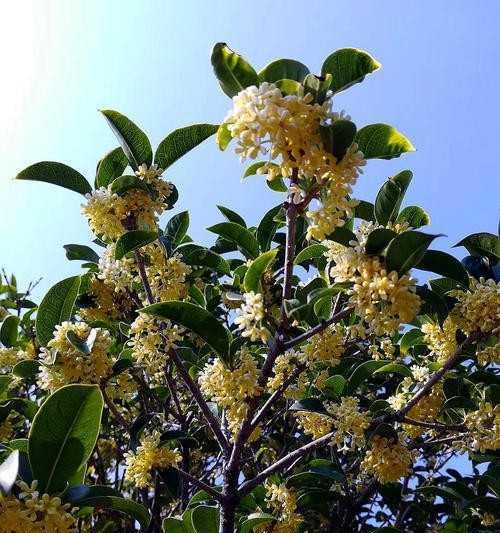 四桂花树如何种植（详解四种栽培技术）