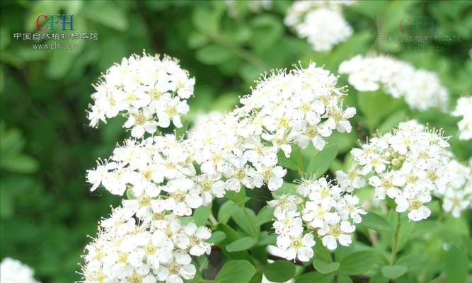 珍珠绣线菊花（传统花语中的华彩明珠）