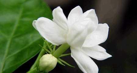 栀子花花语之美丽的芬芳(探索栀子花的花语与含义)
