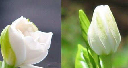 栀子花花语之美丽的芬芳（探索栀子花的花语与含义）