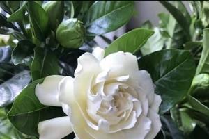 栀子花的花语象征与寓意（探寻栀子花的花语与象征）