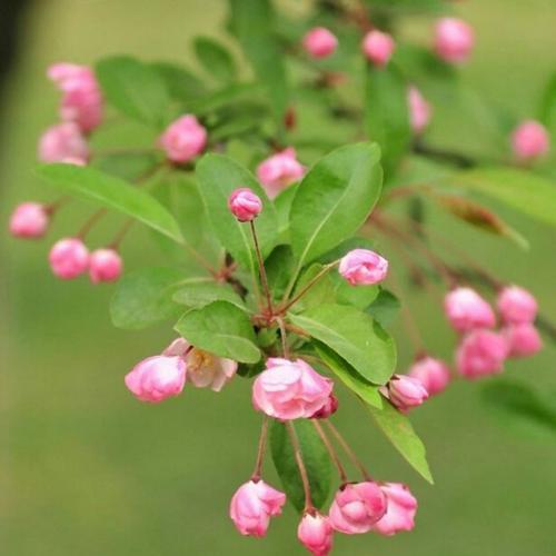 竹夹桃花（揭示竹夹桃花的花语与象征意义）