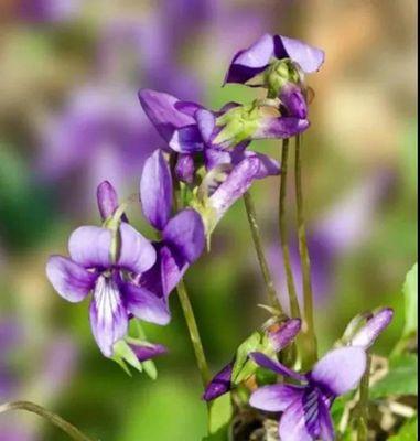 紫花地丁的花语及其寓意（探索紫花地丁的神秘花语与美好寓意）