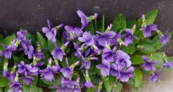 紫花地丁的花语及其寓意（探索紫花地丁的神秘花语与美好寓意）