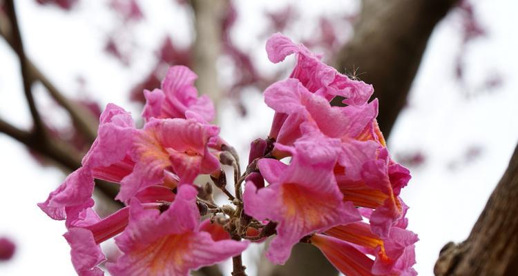 紫花风铃木的花语与寓意（揭秘紫花风铃木的花语与象征意义）