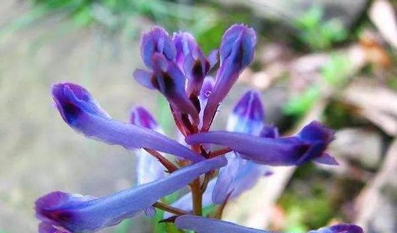 紫堇花语与传说（探秘紫堇的神秘花语）