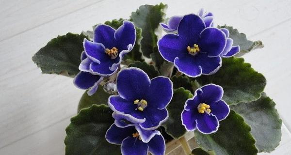 紫罗兰的真正花语——静谧与神秘（探索紫罗兰所传达的深意）