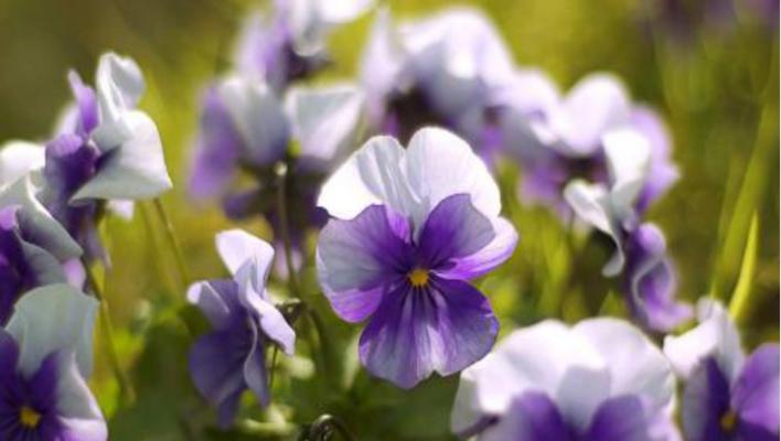 紫罗兰花语的意义（探寻紫罗兰花的象征意义及文化内涵）