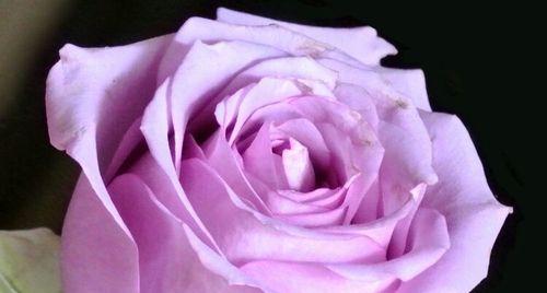 紫玫瑰的象征意义与代表（探寻紫玫瑰的神秘魅力）