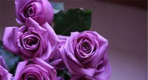 紫玫瑰的象征意义及其神秘之美（揭秘紫玫瑰背后的神秘符号和寓意）