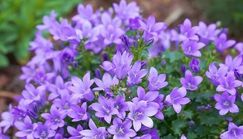 紫色花朵的美丽与花语（探索紫色花朵的世界）