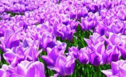 紫色花卉的神秘之美（探索紫色花卉的花语与意义）