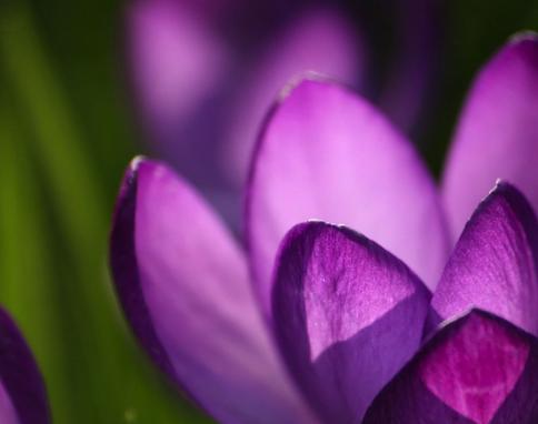 紫色郁金香的花语与象征（探寻紫色郁金香的寓意）