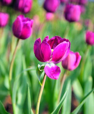 紫色郁金香花语之神秘与浪漫（揭秘紫色郁金香的含义及象征）