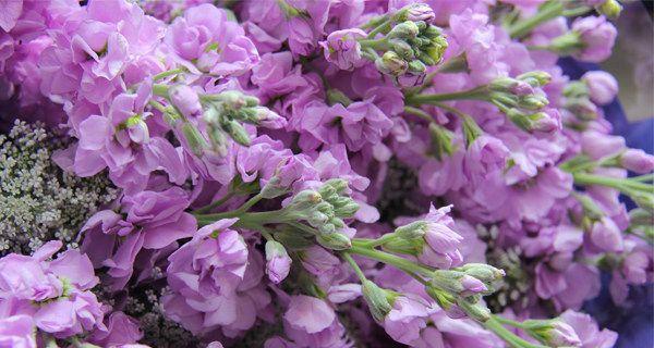紫色紫罗兰花语的深刻寓意（探秘紫罗兰花所代表的情感和价值观）
