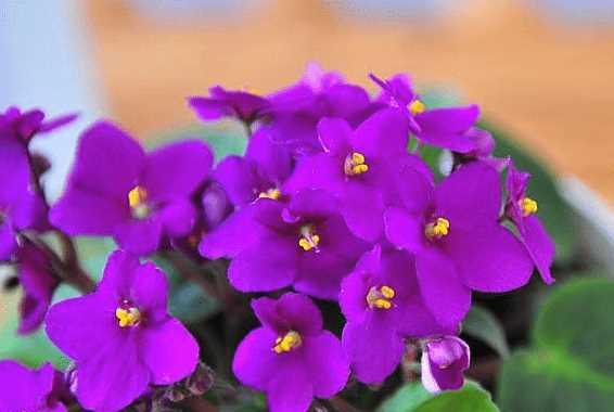 紫色紫罗兰的花语及其寓意（探索紫罗兰花的奥秘）
