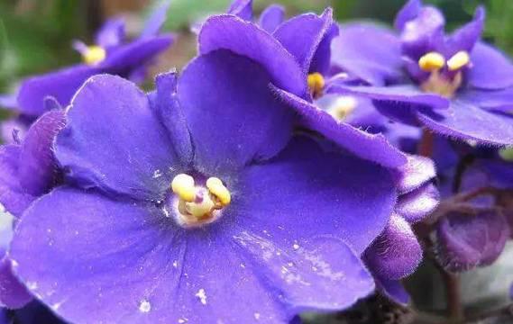 紫色紫罗兰花的花语寓意（探索紫罗兰花语的深层含义）