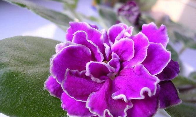 紫色紫罗兰花的花语寓意（探索紫罗兰花语的深层含义）