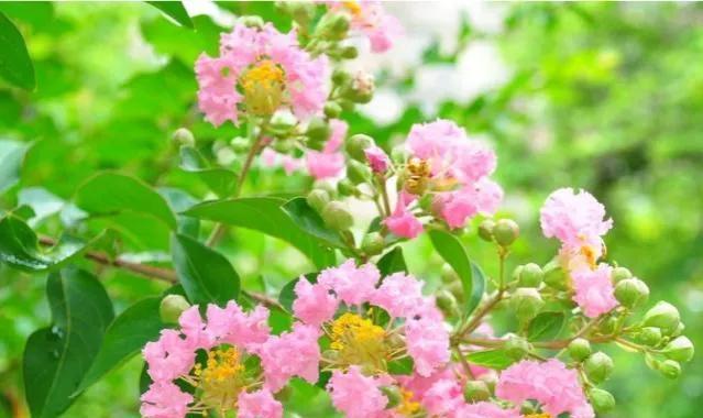 紫薇花的花语与寓意（探秘紫薇花的神秘花语与传说）